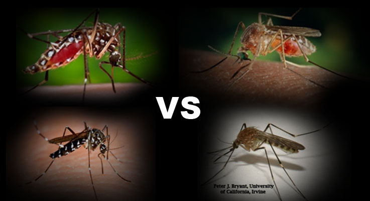 Mosquitoes - sandiegocounty.gov