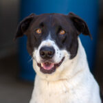 Black and White dog