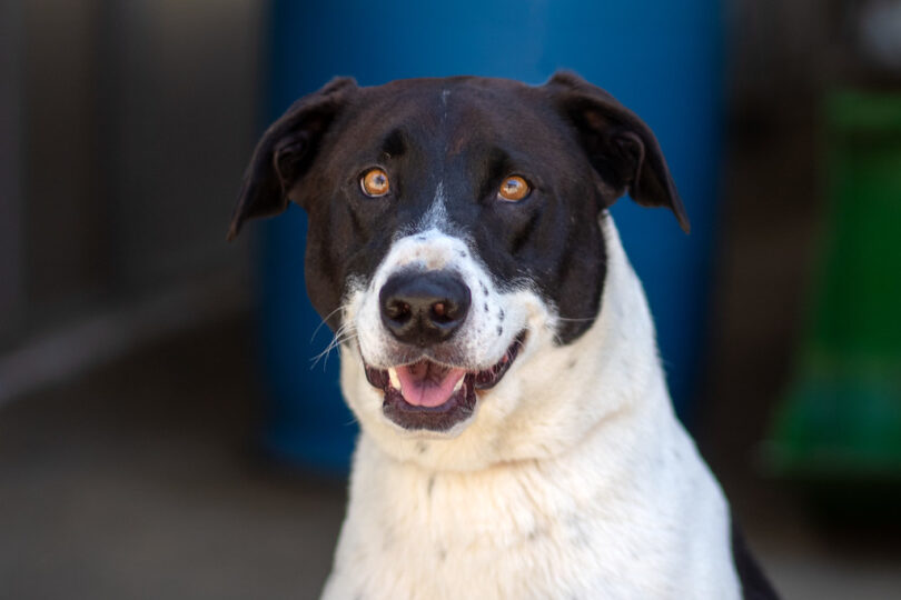 Black and White dog