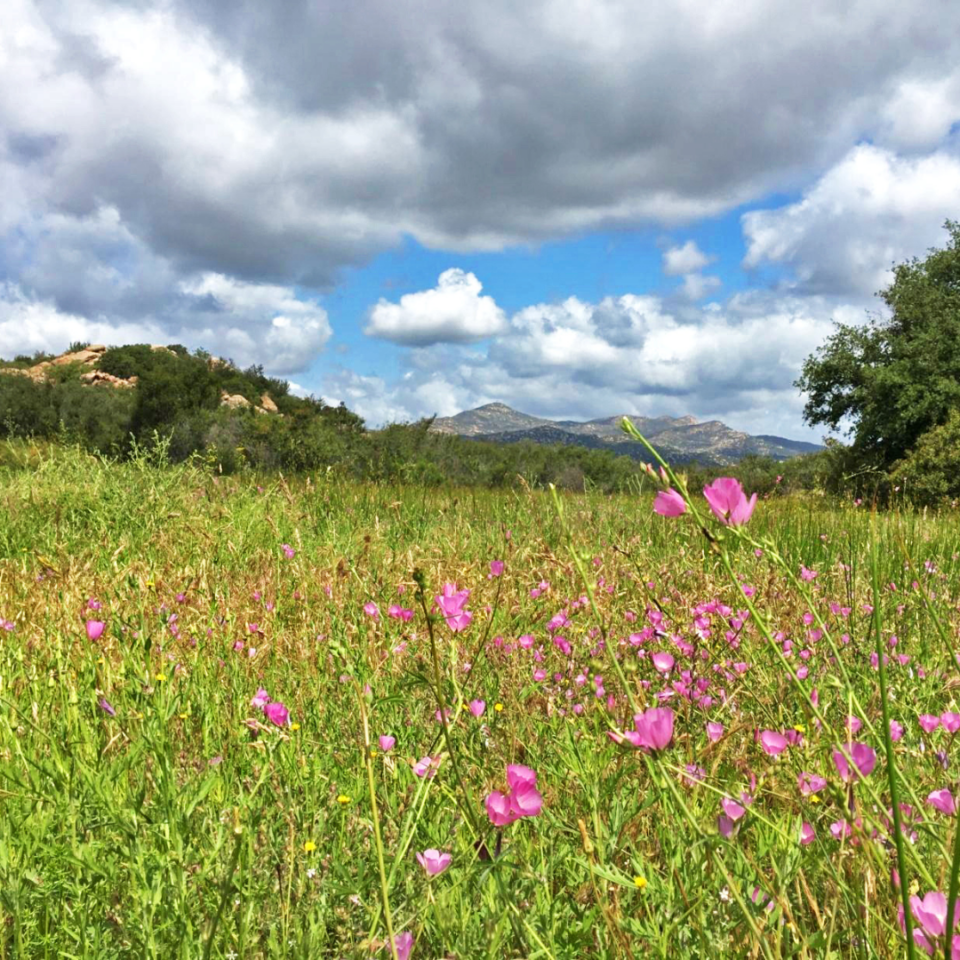 Pink flowers in bloom in field