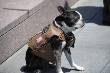 a dog wearing a leather jacket