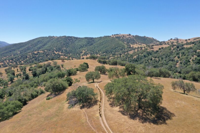 Dry hillsides and some sparse green trees