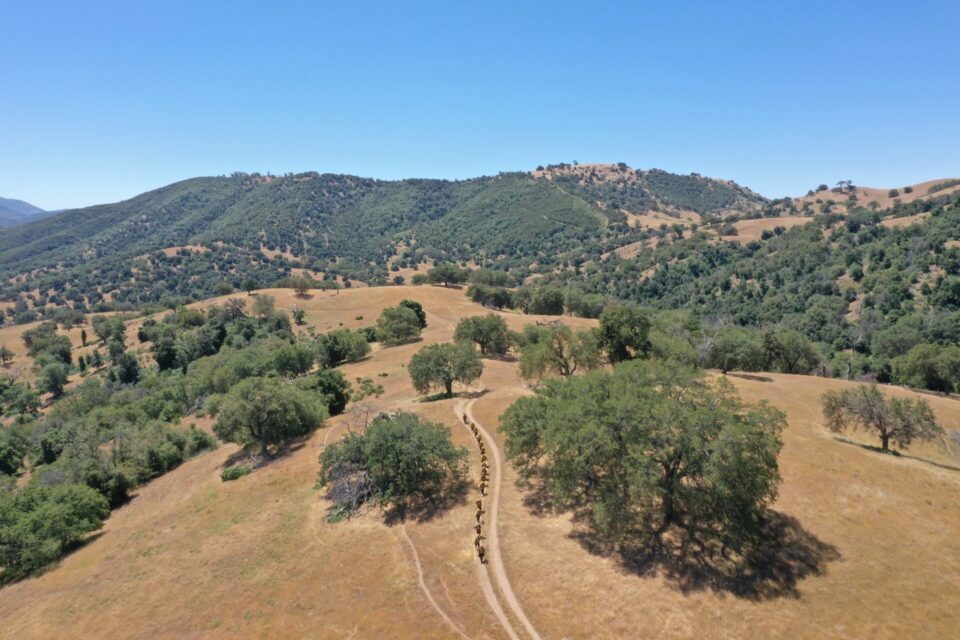 Dry hillsides and some sparse green trees