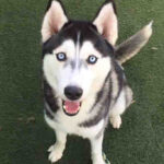 husky
