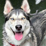 husky