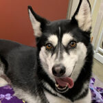 husky