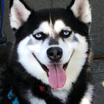 husky tongue out