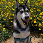 husky in daisies