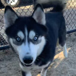 husky
