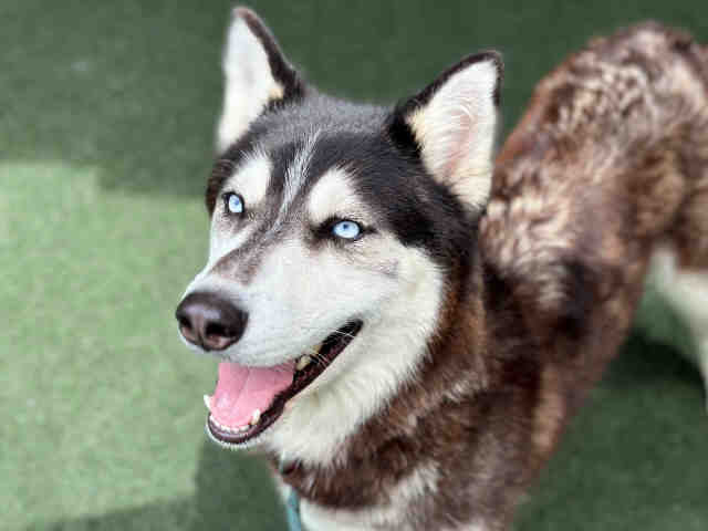 Husky dog 