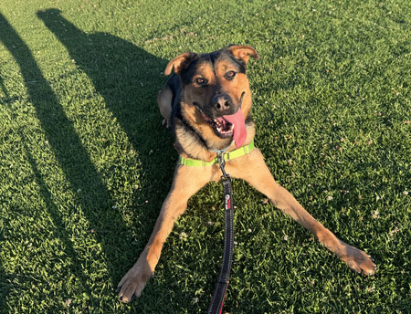 German Shepherd/Lab Mix in play mode