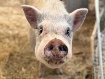 White pig face