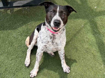 cattledog
