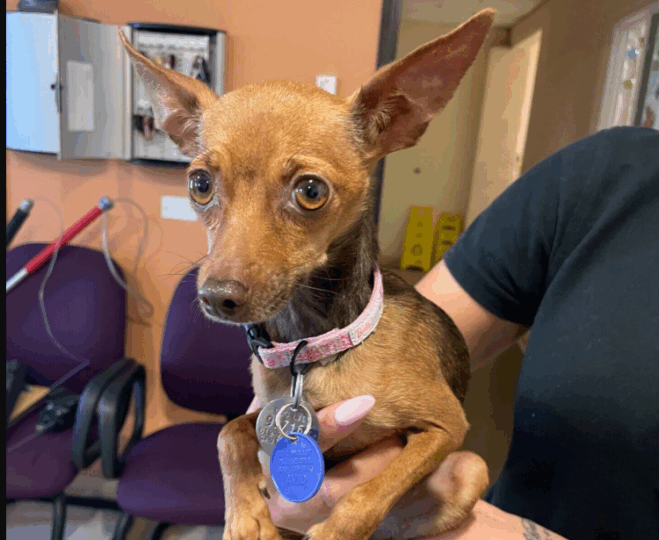 Chihuahua dog being held.