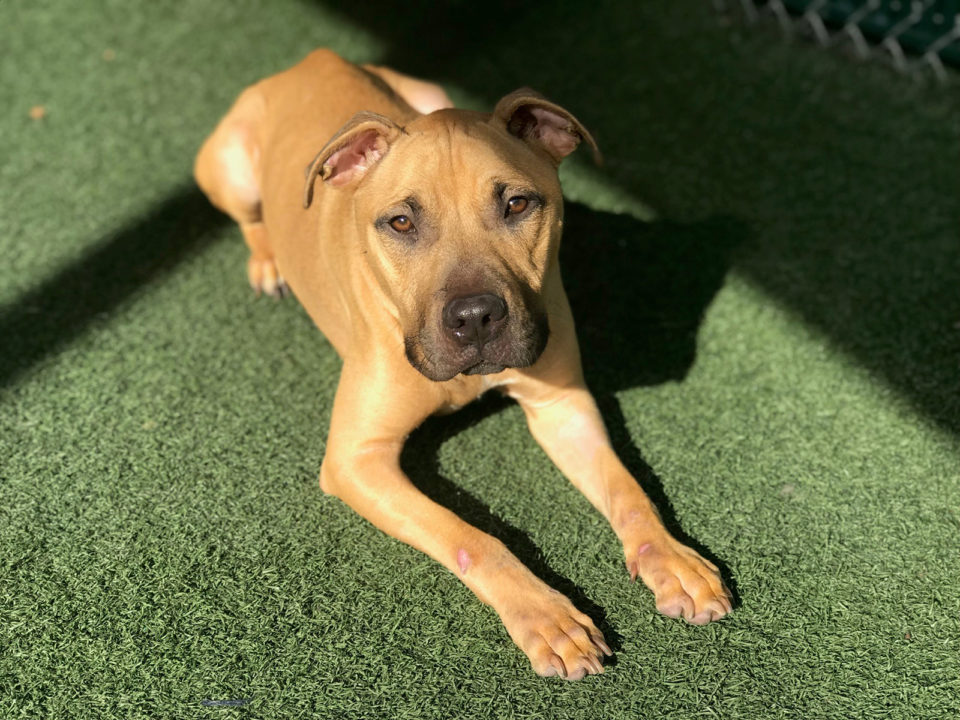 Pit bull mix lying down on artificial turf.