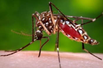 Aedes_aegypti_mosquito_CDC
