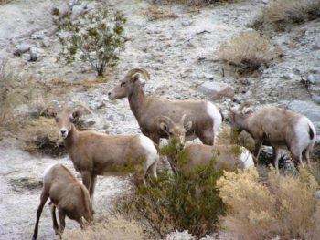 bighorn sheep near brush