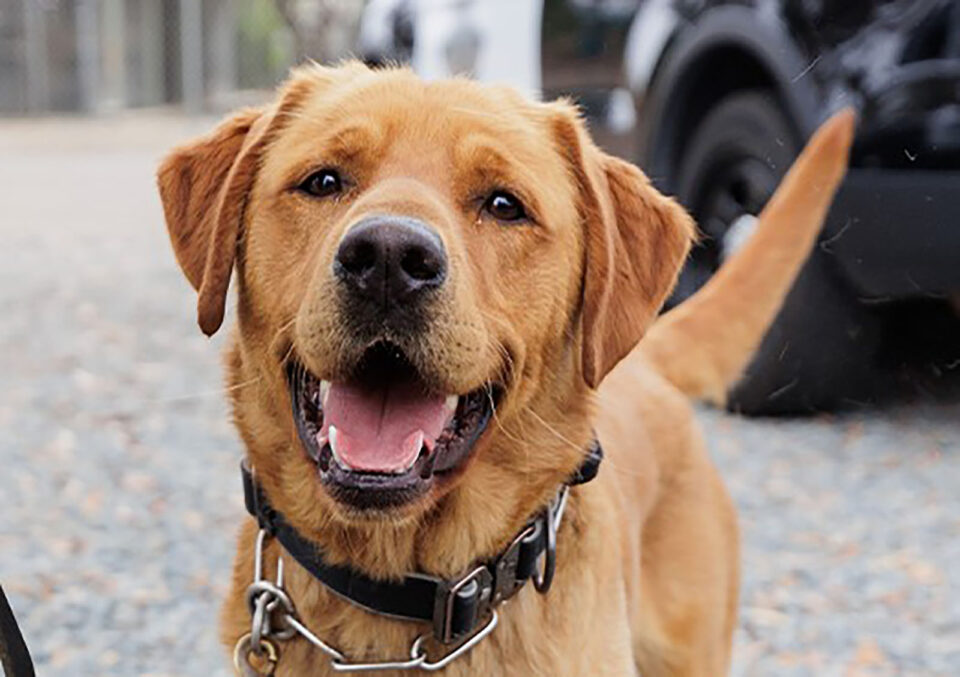 red lab dog
