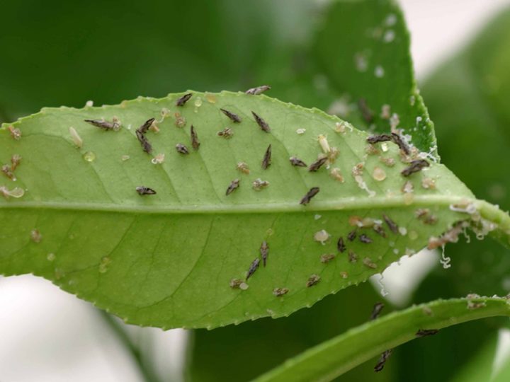 tiny bugs on leaves