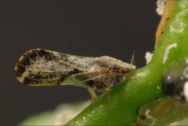 Asian citrus psyllid bug