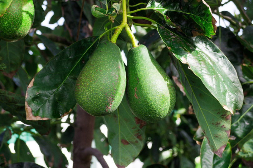 avocados on a tree