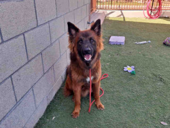 Red dog