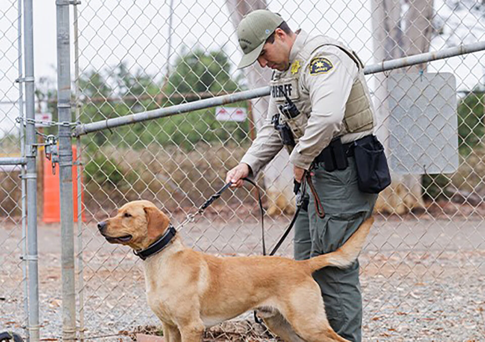 Deputy and K-9 Bear in field.