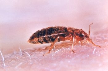 Bedbug Best CDC