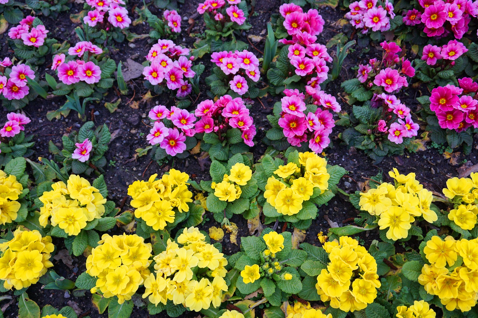 pink and yellow flowers