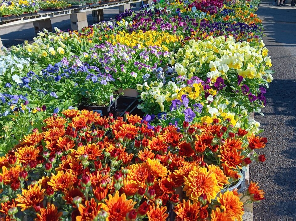 colorful flowers at nursery