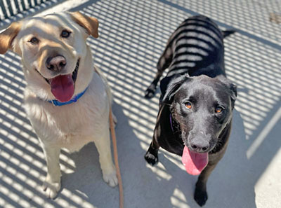 A yellow and black lab for adoption