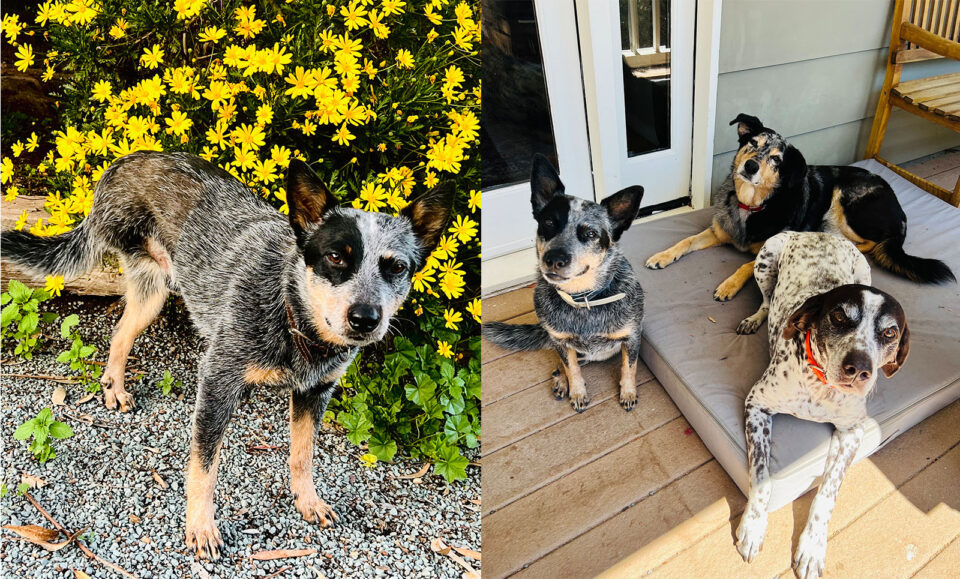 Boone dog with three legs and with his dog "siblings"