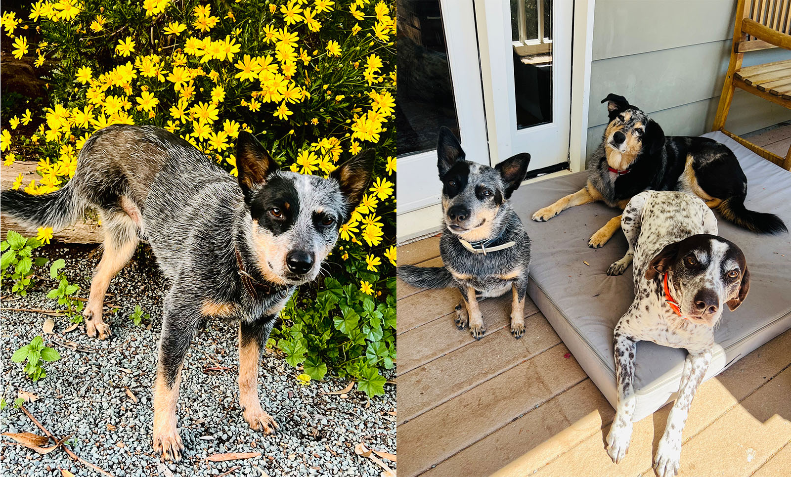 Boone dog with three legs and with his dog "siblings"