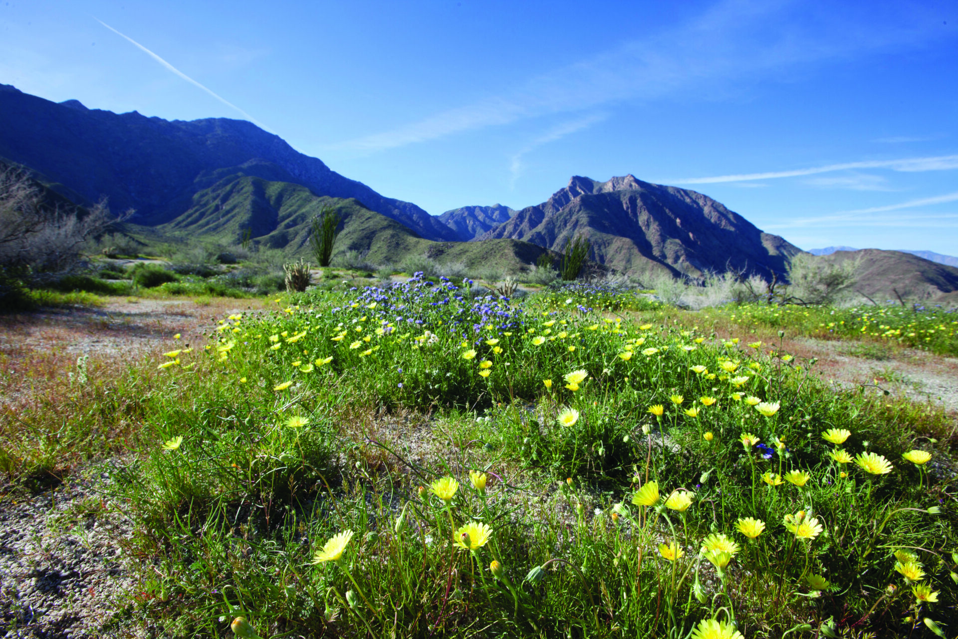 Yellow flowers in desert