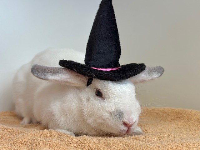 white bunny in witch hat