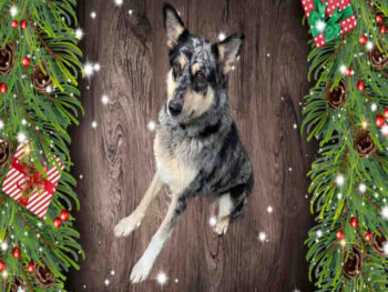 Cattledog