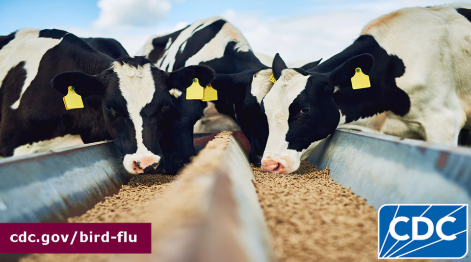 cows eating and CDC logo