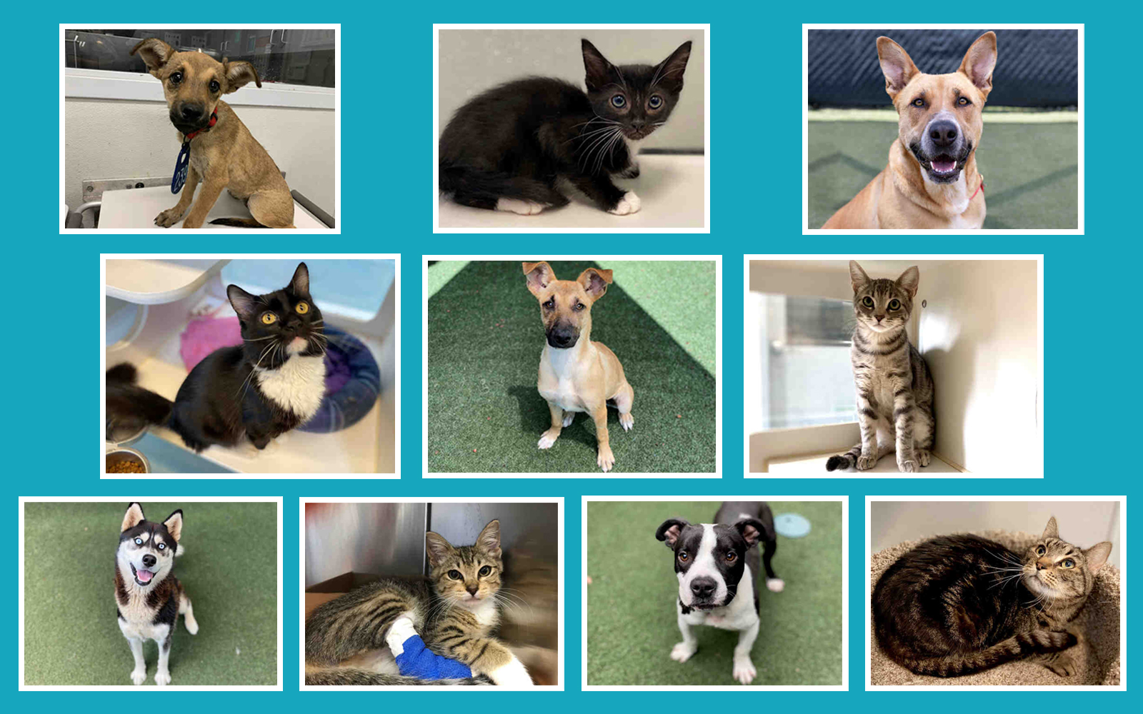 10 dogs, cats currently available for adoption.