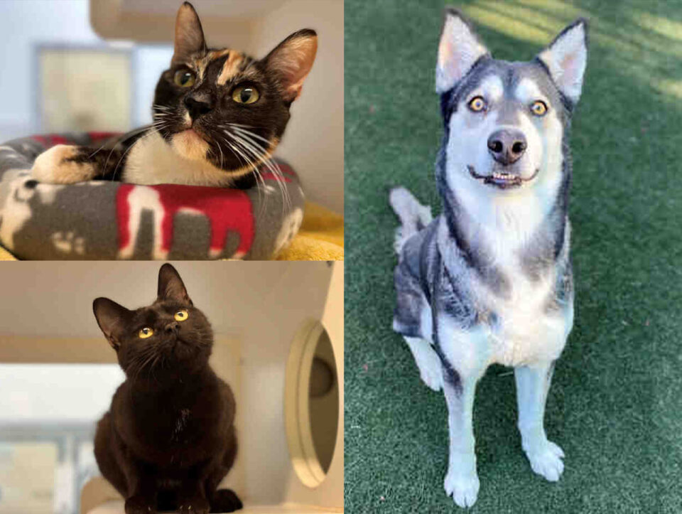 2 cats and dog to adopt