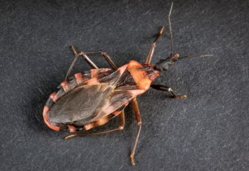 The insect that causes Chagas