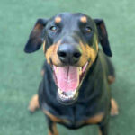 Doberman smiling