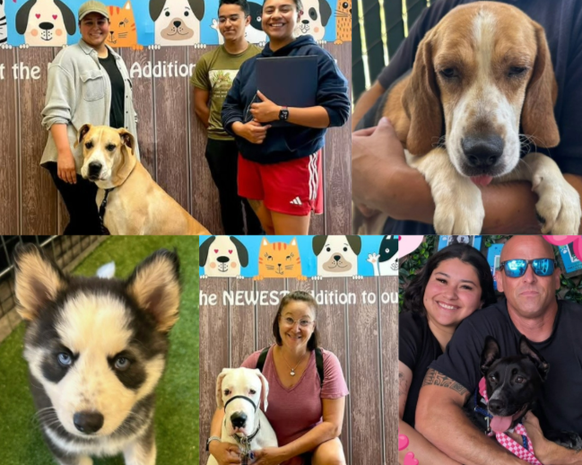 Adopted pets with their new owners