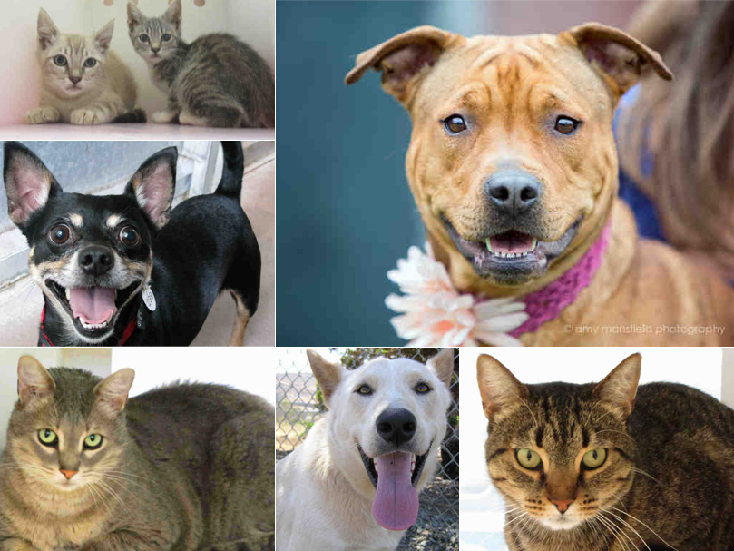 Free Pet Adoptions for Clear the Shelters | News | San Diego County News  Center