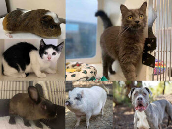 2 cats, a dog, rabbit, pig, guinea pig collage.