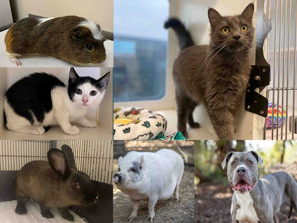 2 cats, a dog, rabbit, pig, guinea pig