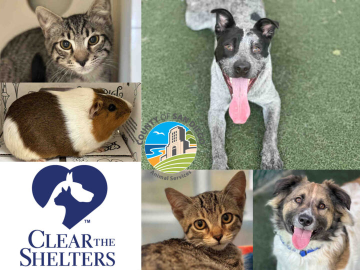 collage of pets, 2 cats, guinea pig, 2 dogs