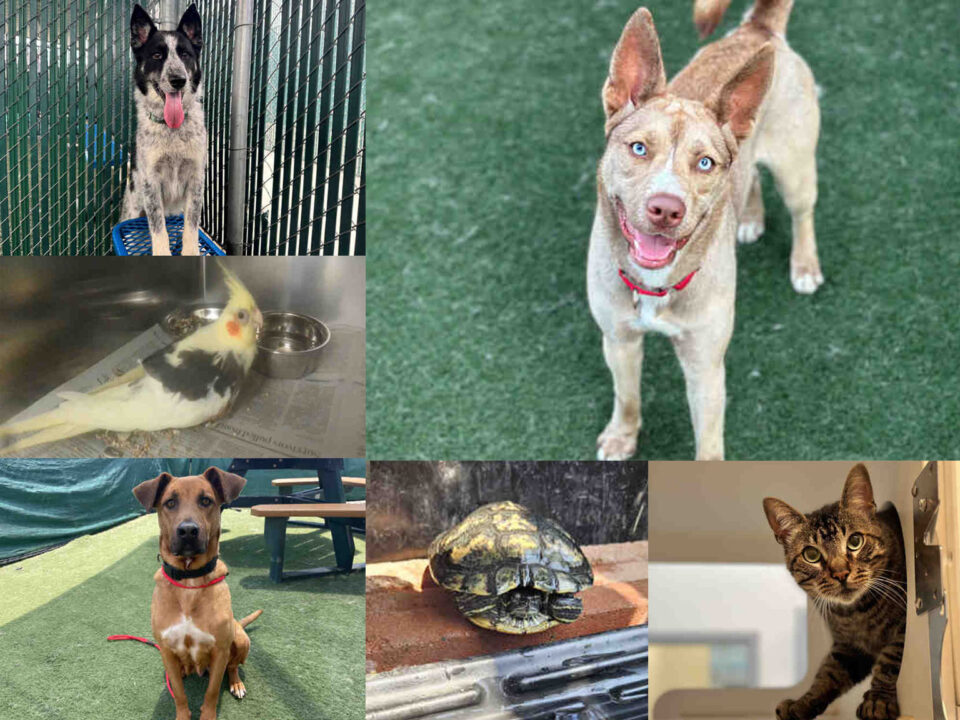 3 dogs, 1 cat, 1 bird, 1 tortoise all for adoption
