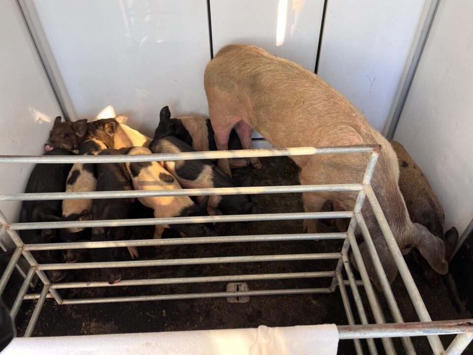 closer picture of pigs