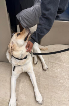 therapy dog