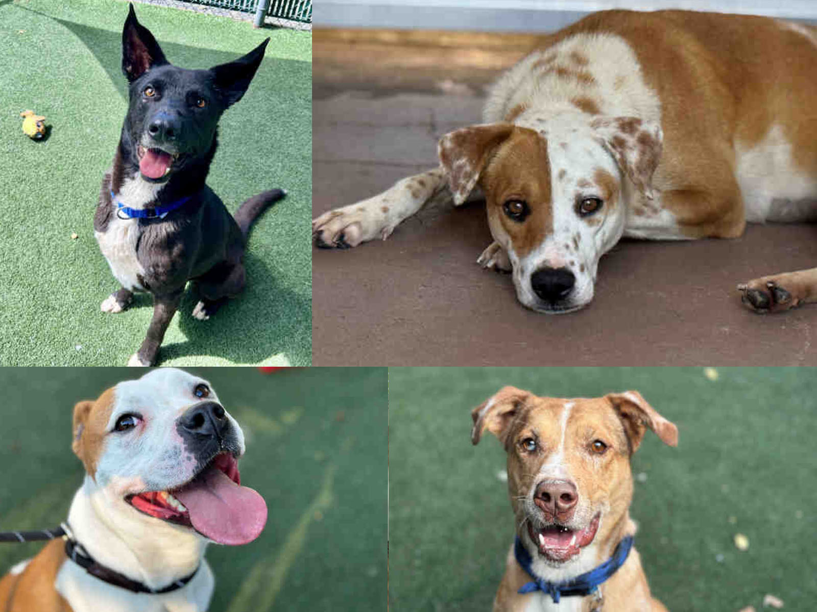 Four dogs available to adopt